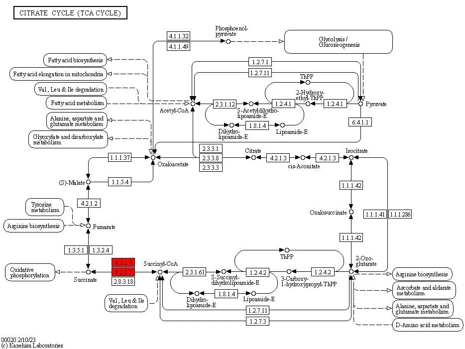 KEGG pathway map differentially expressed proteins visualization